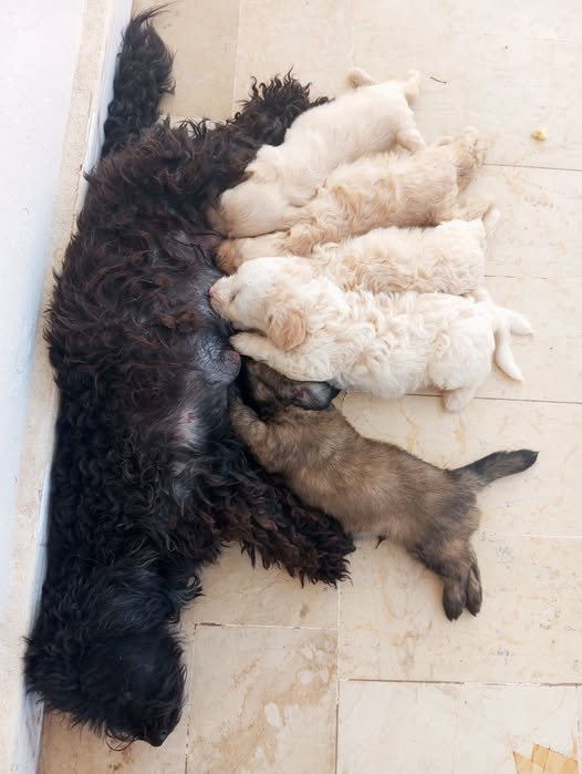 Chien à adopter