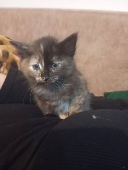 Chat à adopter