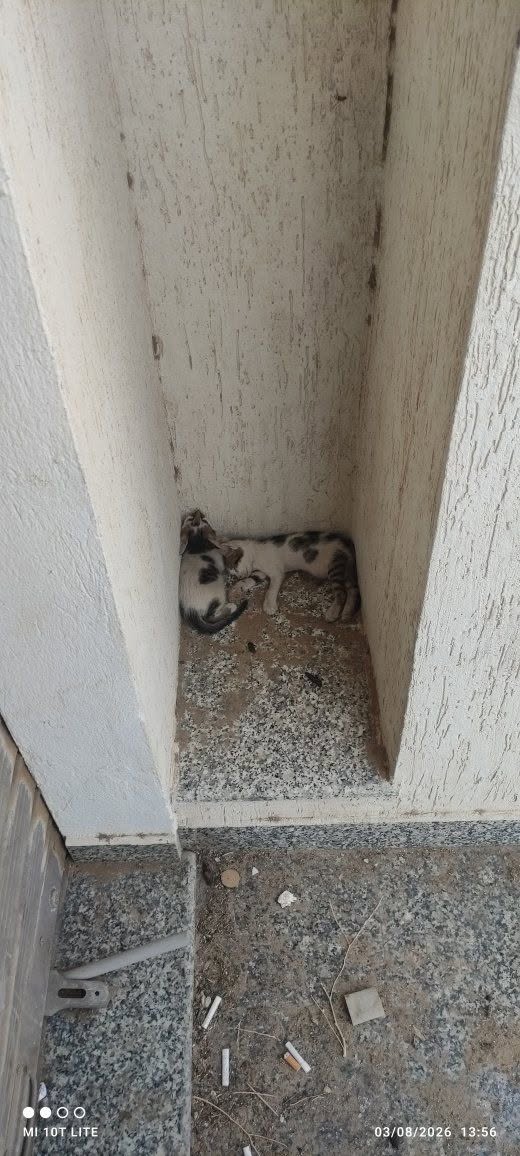 Chat à adopter