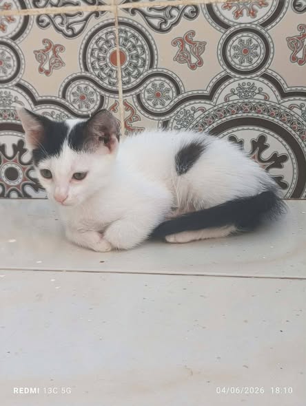 Chat à adopter