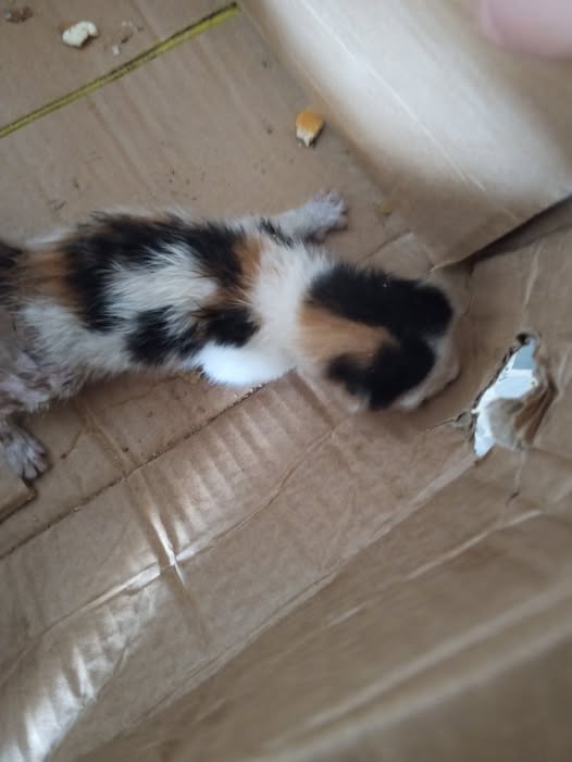 Animal à adopter