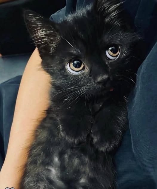Chat à adopter