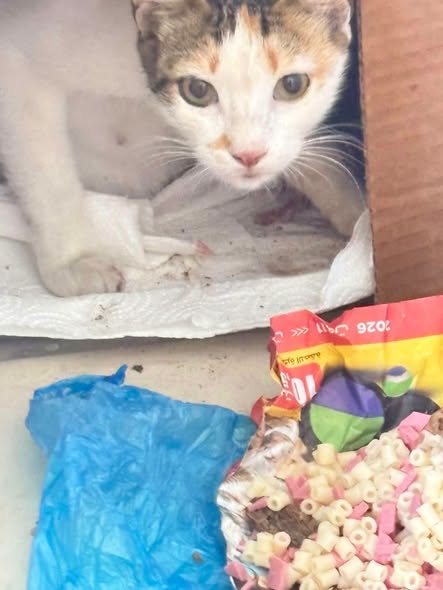 Chat à adopter
