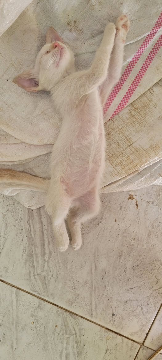 Chat à adopter
