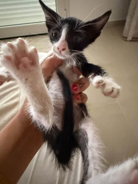 دحنوس — Adoption d'animaux en Tunisie Tunis