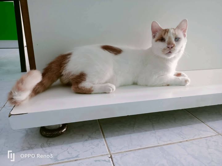 Chat à adopter