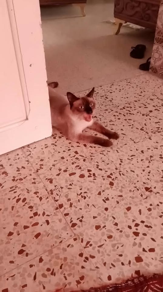 Chat à adopter