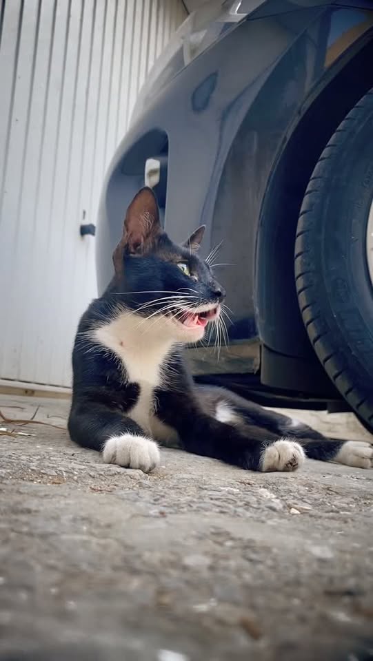 Chat à adopter