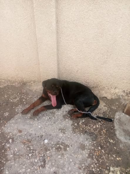 Chien à adopter