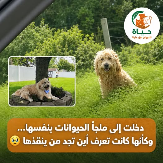 دايموند