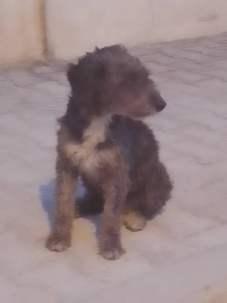 Chien à adopter