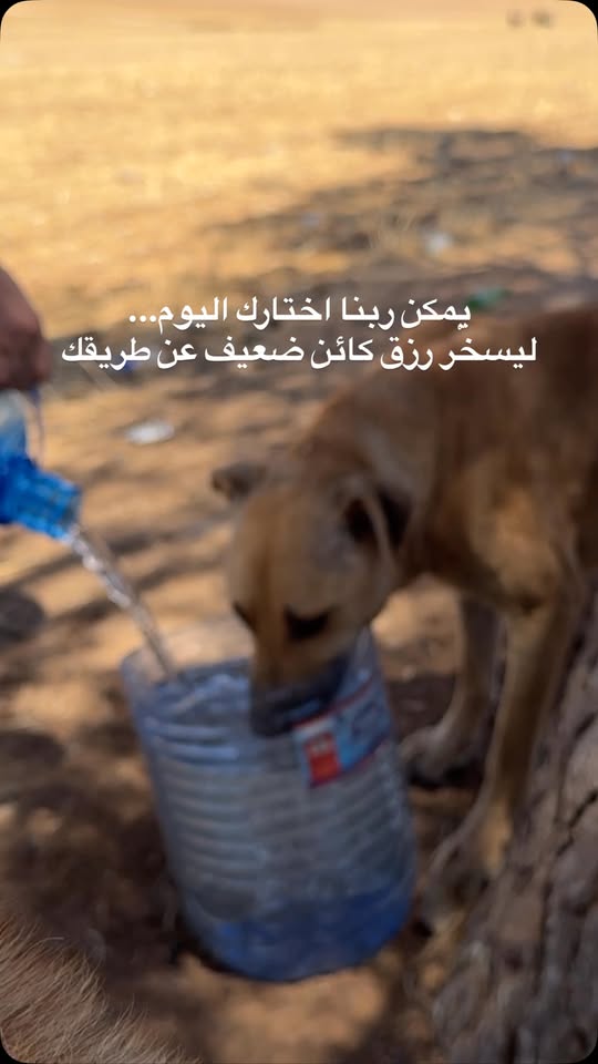 Chien à adopter