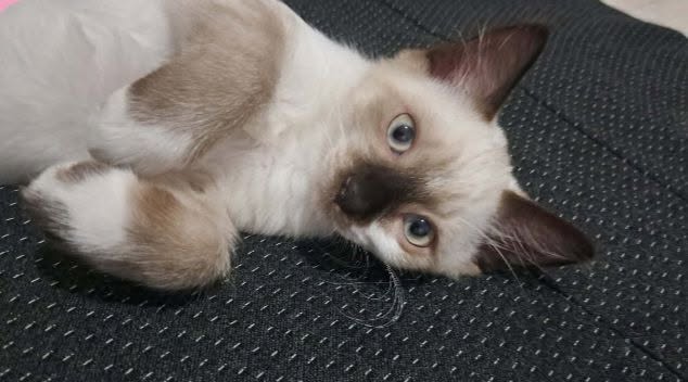 Chat à adopter