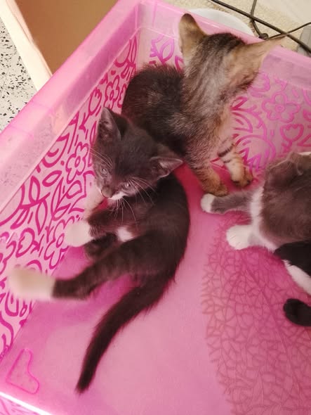 Chat à adopter