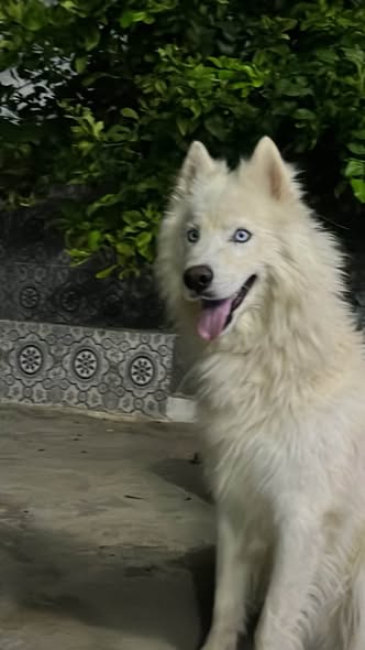 Chien à adopter