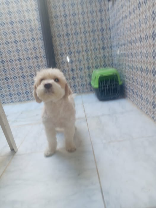 Chien à adopter