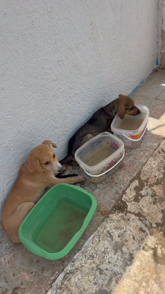 Chien à adopter