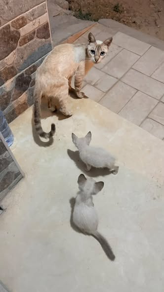 Chat à adopter