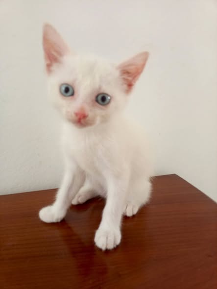 Chat à adopter