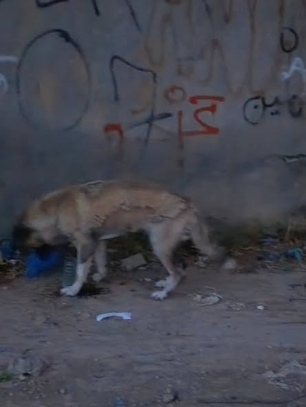 Chien à adopter