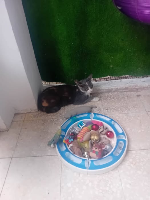 Chat à adopter