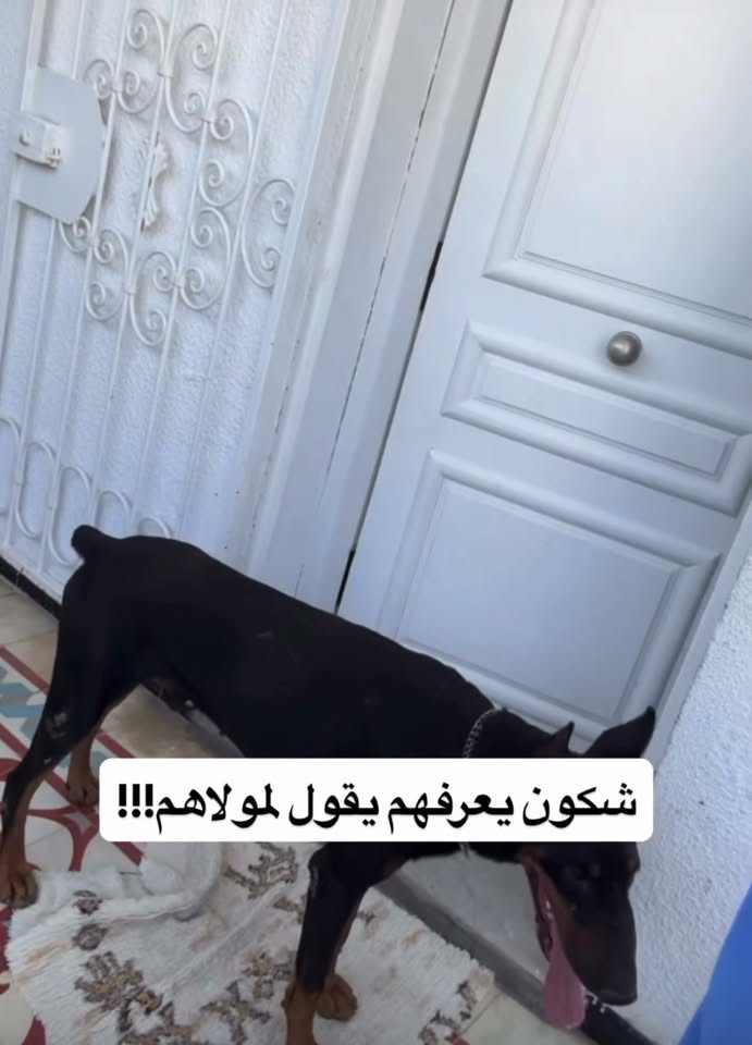 Chien à adopter