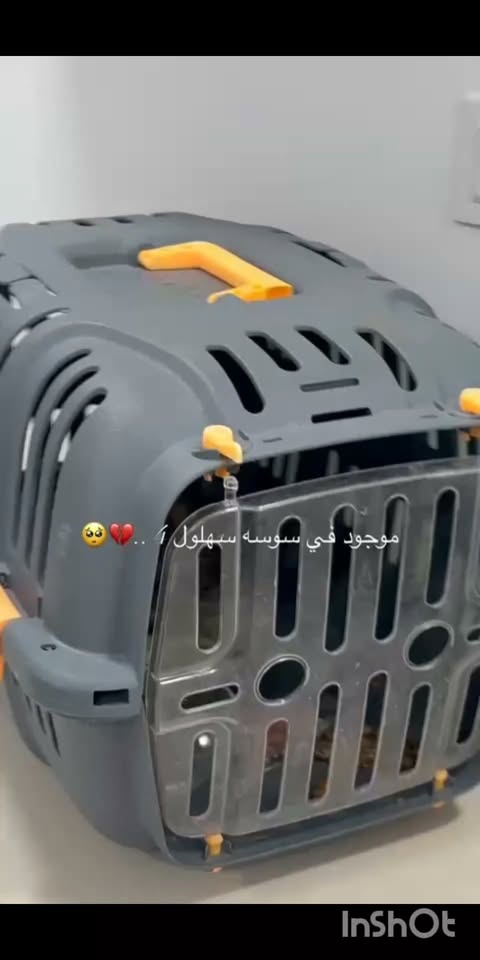 Oiseau à adopter — تبني الحيوانات في تونس سوسة