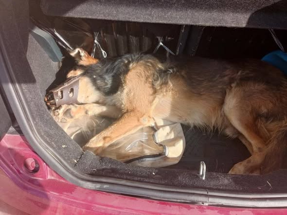 Chien à adopter