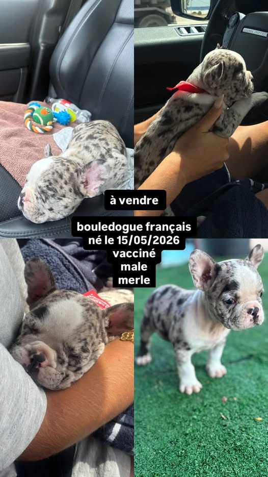 Animal à adopter