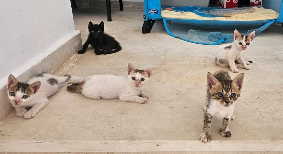 Chat à adopter