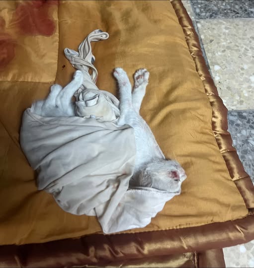 Chien à adopter