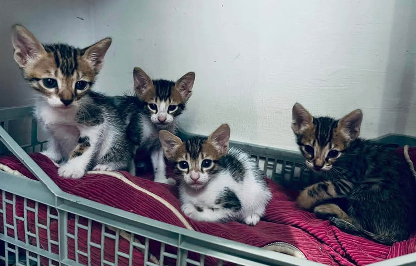 Chat à adopter