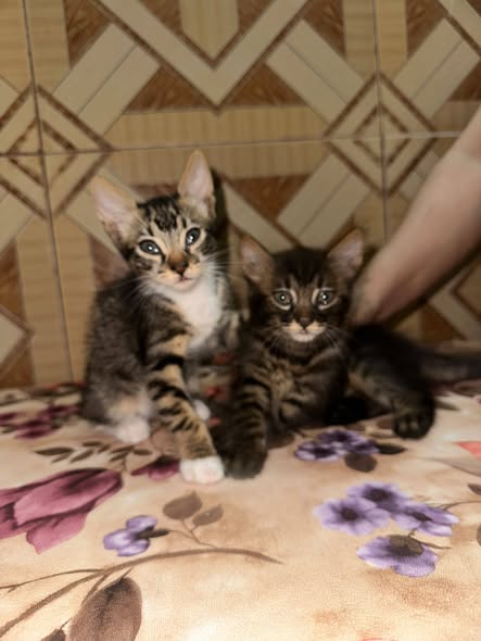 Chat à adopter