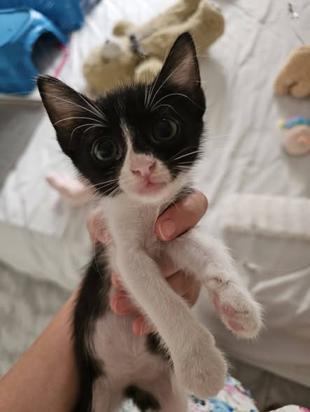 Chat à adopter