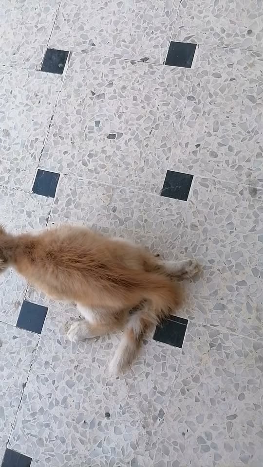 Chien à adopter — تبني الحيوانات في تونس سوسة