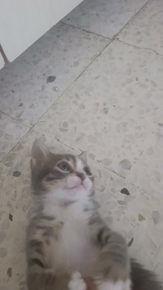 Chat à adopter