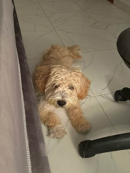 Chien à adopter