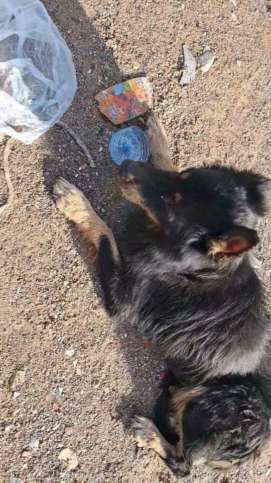 Chien à adopter