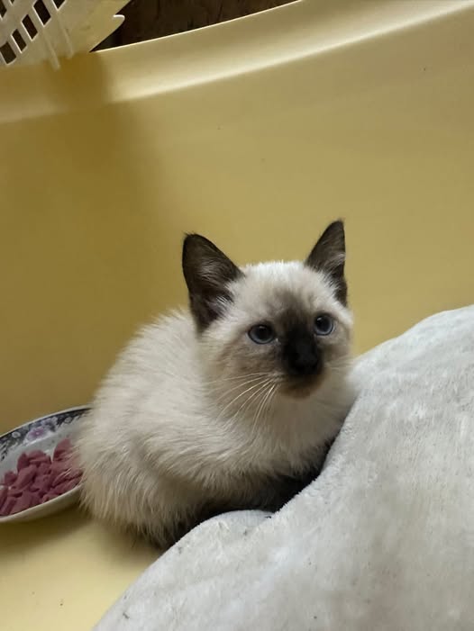 Chat à adopter — Pet adoption in Tunisia Medenine