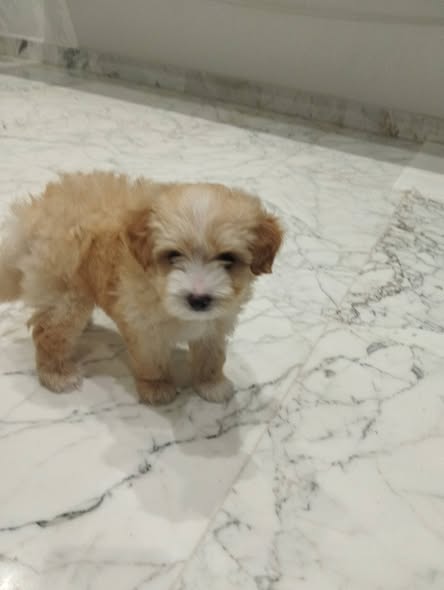 Chien à adopter