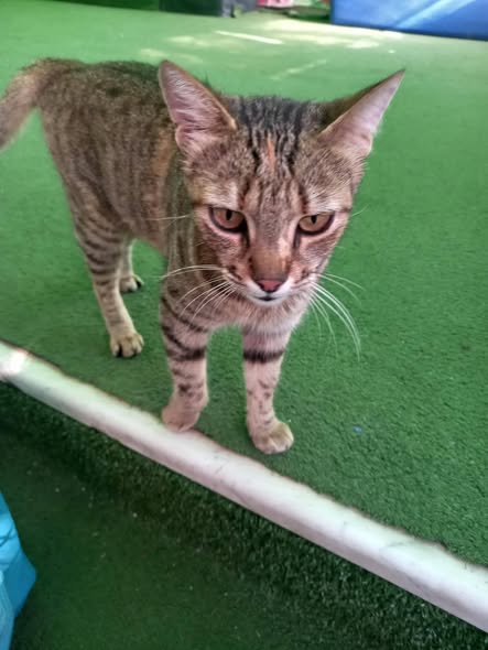 Chat à adopter