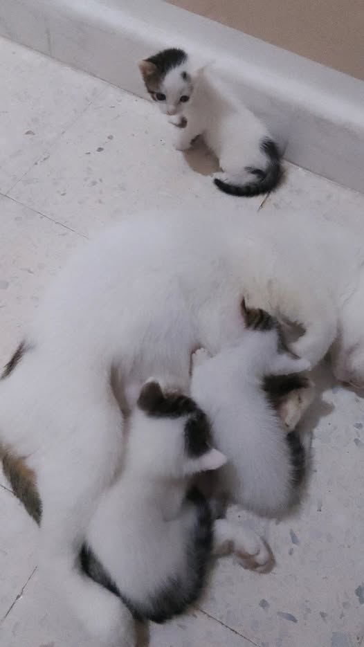 Chat à adopter