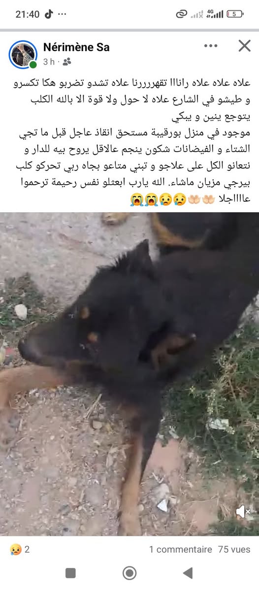 Chien à adopter — تبني الحيوانات في تونس تونس