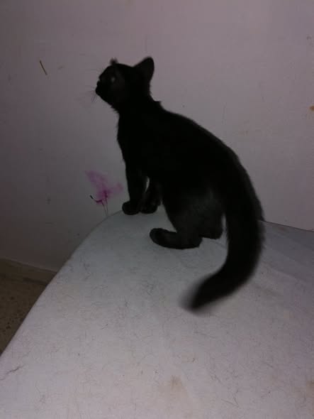 Chat à adopter