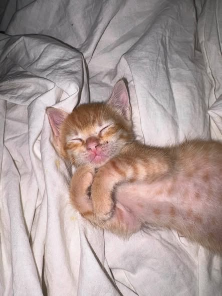 Chat à adopter