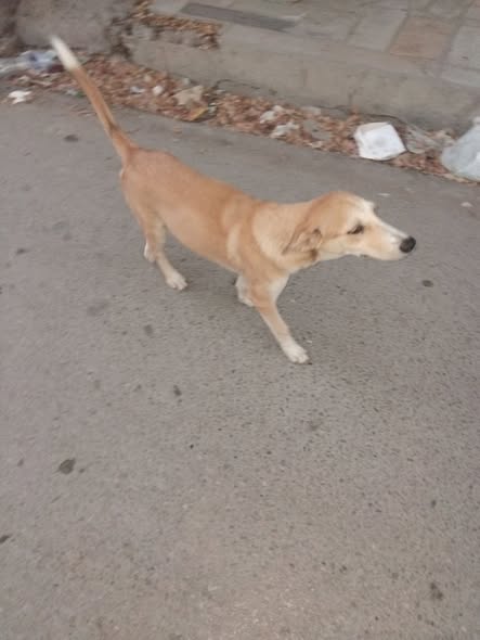 Chien à adopter