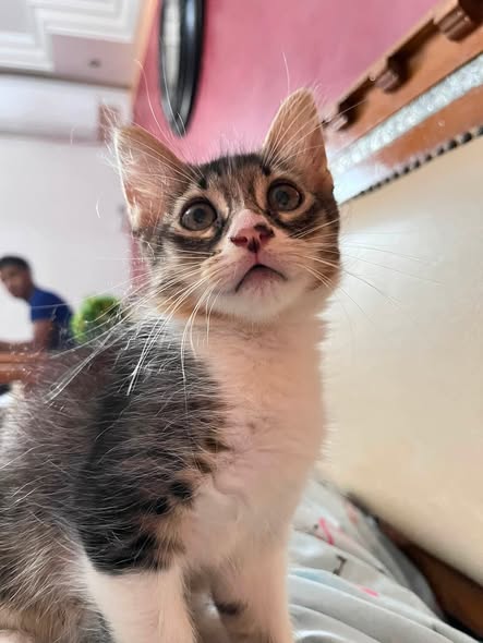 Chat à adopter