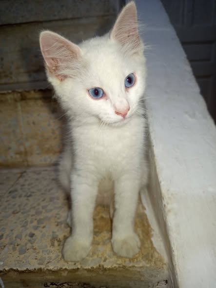 الخنفوسة