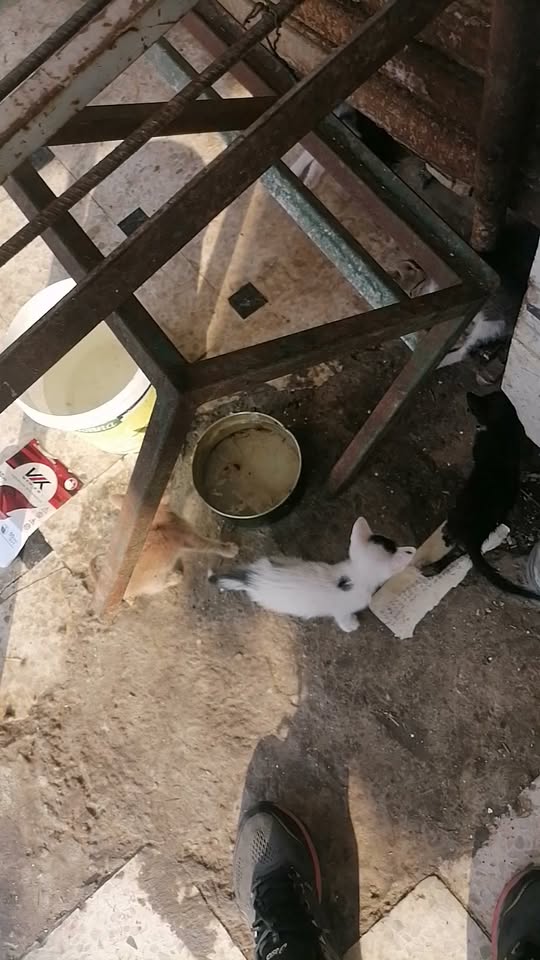 Chat à adopter