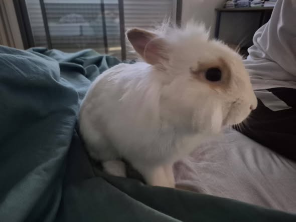 Lapin à adopter